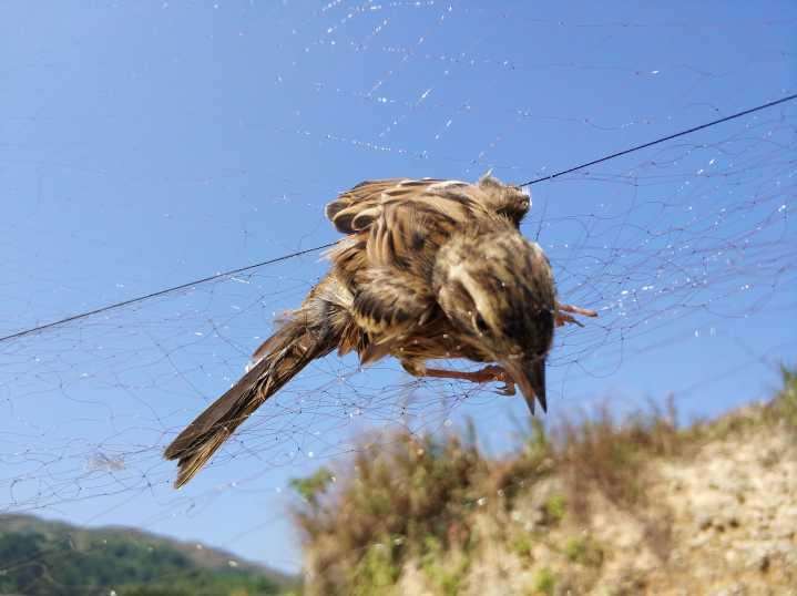 迁徙季盗猎者出动 捕获的小鸟不足手掌一半大