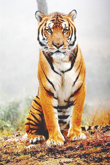 58年前 云和村民曾活捉过一只约150公斤的华南虎