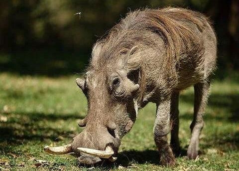 世界上最丑的猪!英科学家意外拍到爪哇疣猪 已濒临灭绝