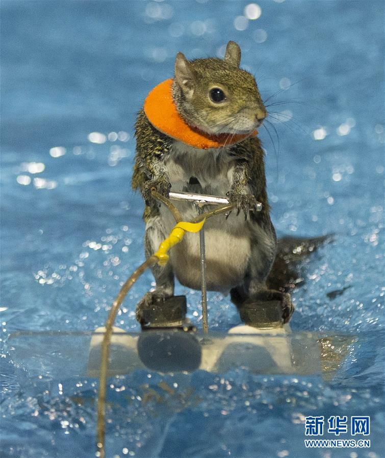 国际船艇展 松鼠滑水萌翻天(1/5)