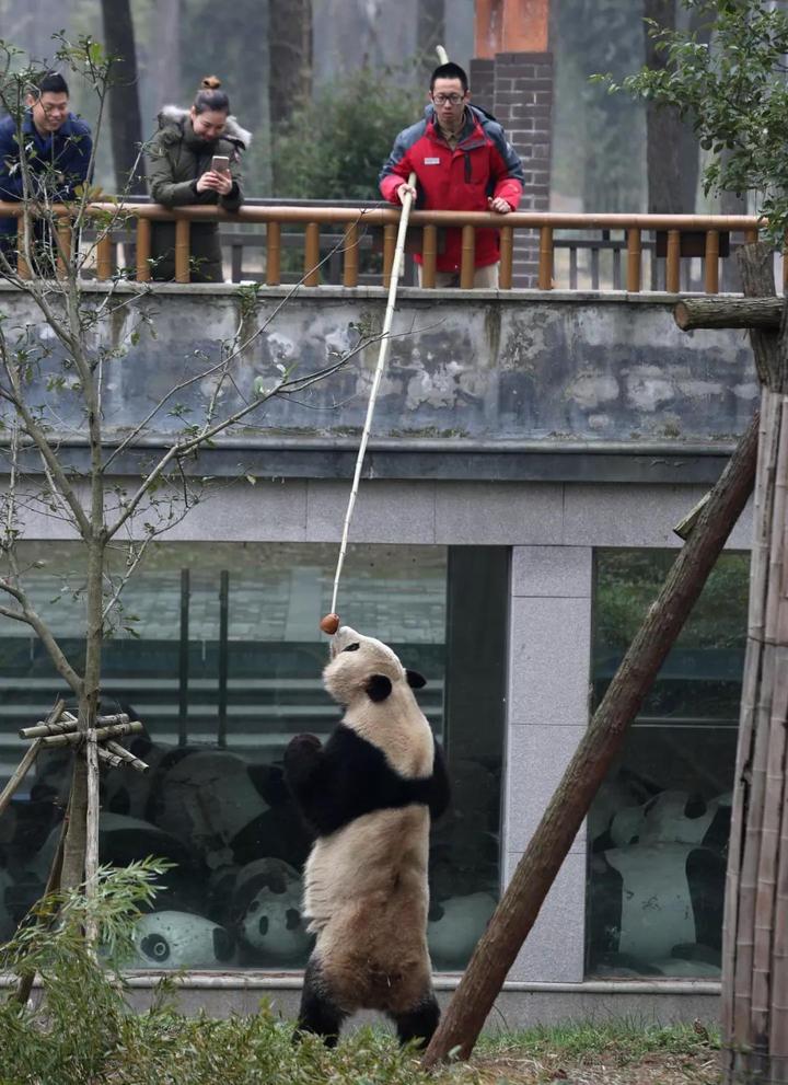 吴江勇通过用食物吸引大熊猫站立起来的方式,来锻炼它们的下肢力. .