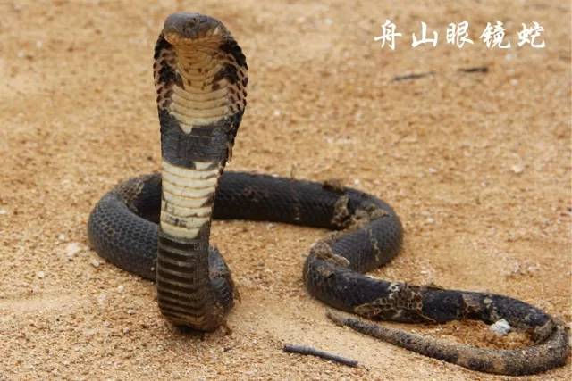 舟山眼镜蛇是浙江仅有的一个眼镜蛇属naja物种,虽然名字里叫舟山