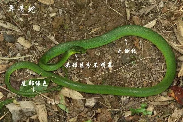 灰腹绿锦蛇(无毒):通身绿色,头部有黑纹,无红尾巴,无颊窝