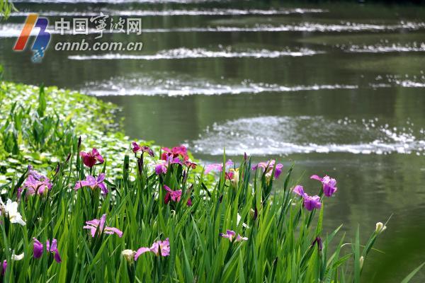 教你认识初夏宁波内河水中植物