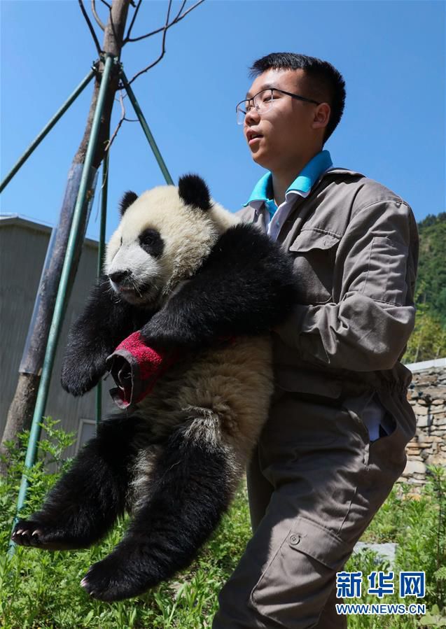 神樹坪基地位於四川臥龍國家級自然保護區的耿達鄉,是集大熊貓飼養