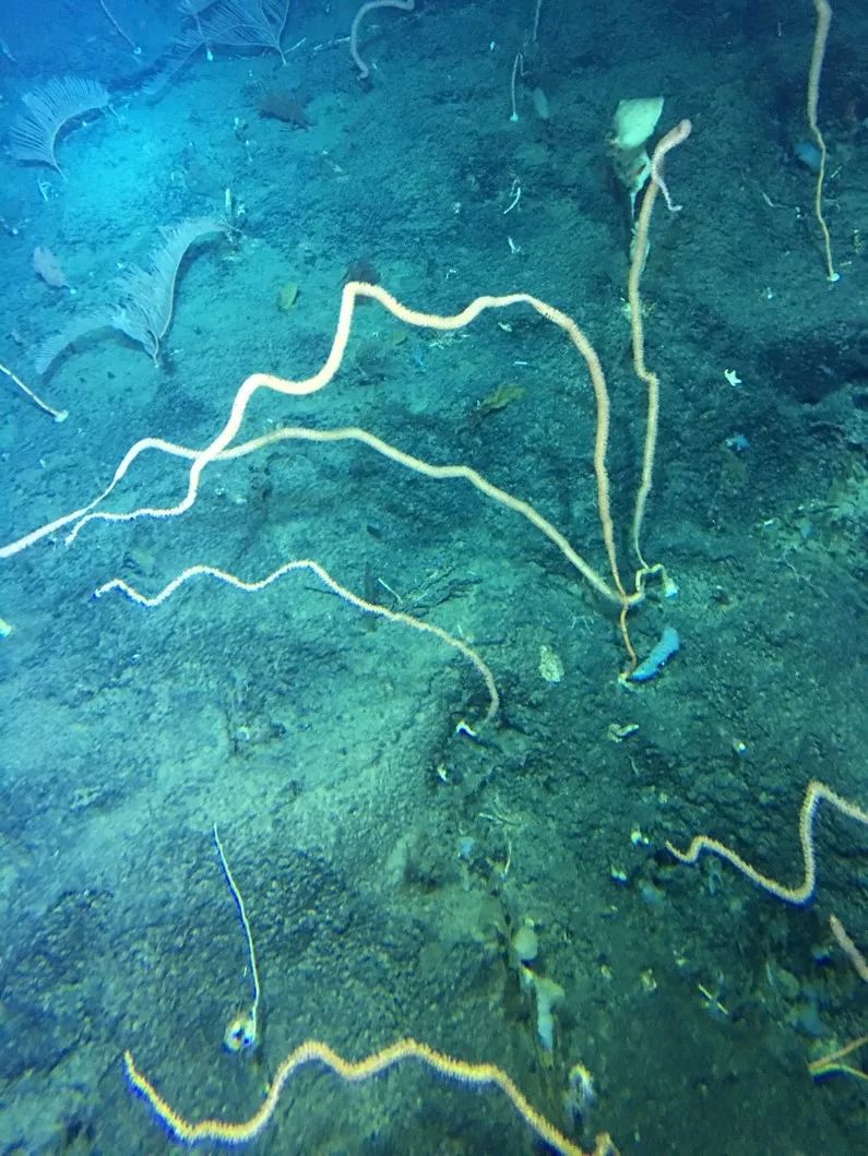 八旬院士深潜南海凯旋 带回海底3700米高清照片