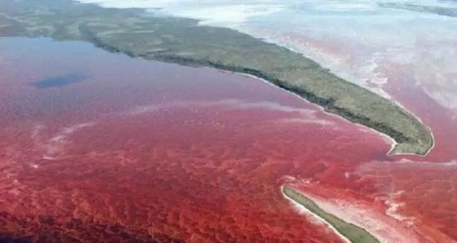 赤潮高发期慎食贝壳类海产!若海鲜中毒可以这样做