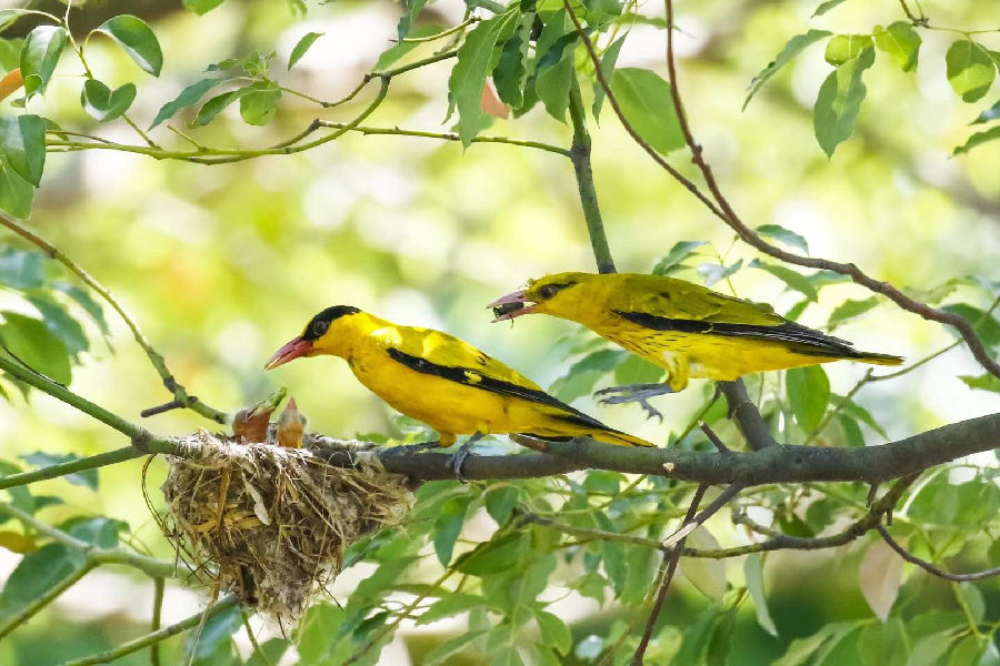 罗列异 摄影 好温馨的一家,高高的树枝上住着小鸟一家,每日,鸟爸爸鸟