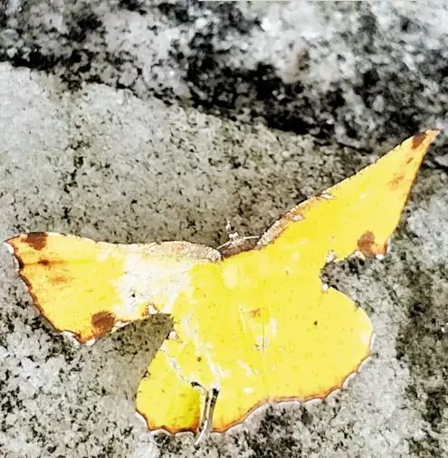 武义发现的雌性白点黄窗尺蛾
