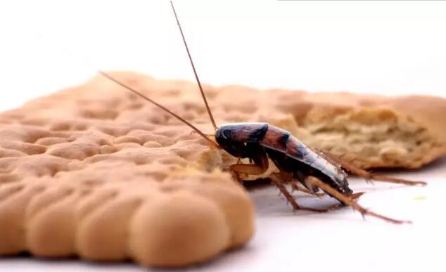 每天起床 杭州女大学生第一件事就是抓蟑螂:这是"宝贝"!