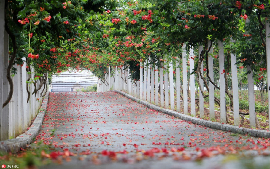 杭州这个社区打造凌霄藤走廊 居民多了纳凉好去处