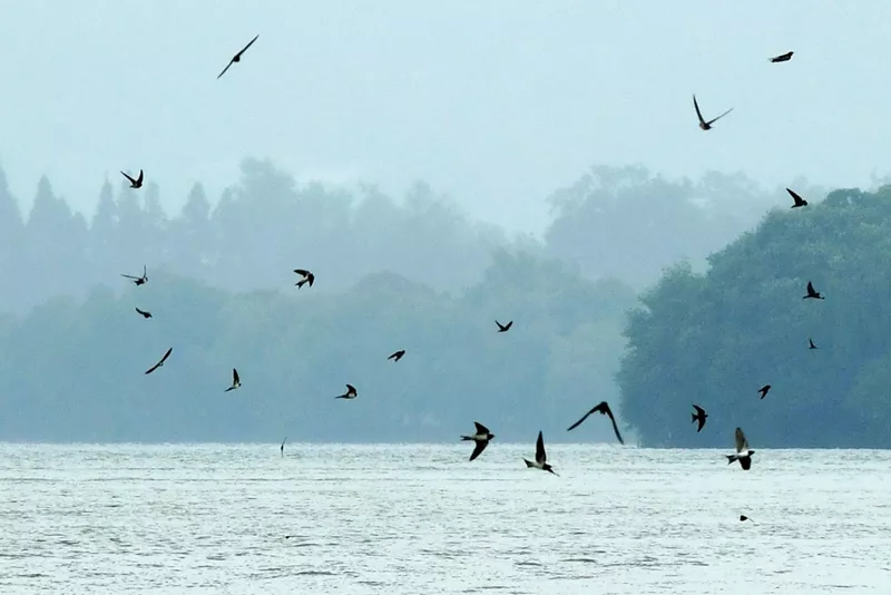 昨天,一群燕子在西湖湖面上飞舞.图来源快拍小友"今夜无眠"