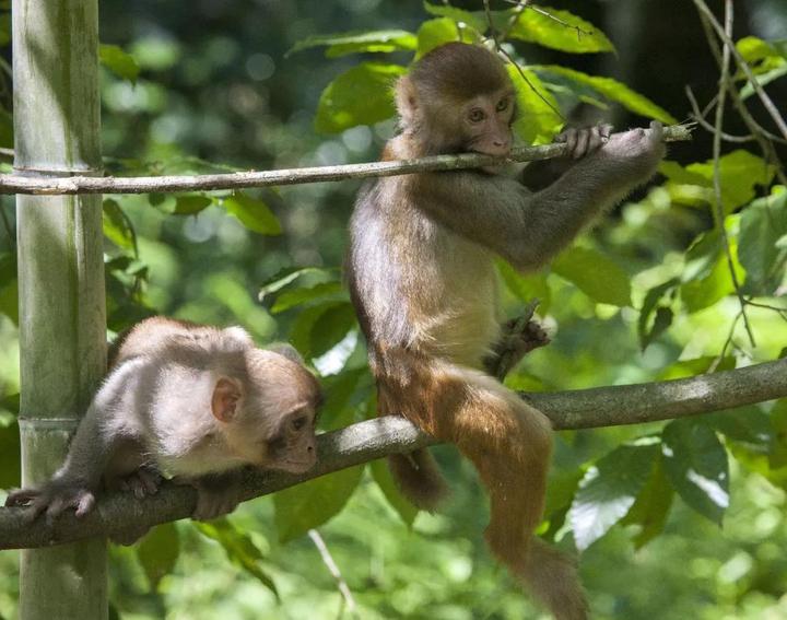 孙悟空捧起金饭碗 庆元贤良的"花果山"人猴和谐共处