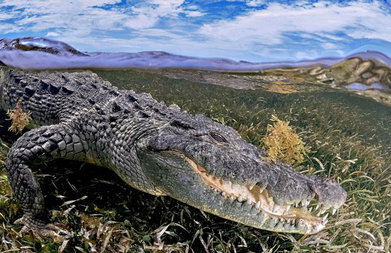 摄影师与鳄鱼水下亲密互动 呼吁保护鳄鱼(1/6)