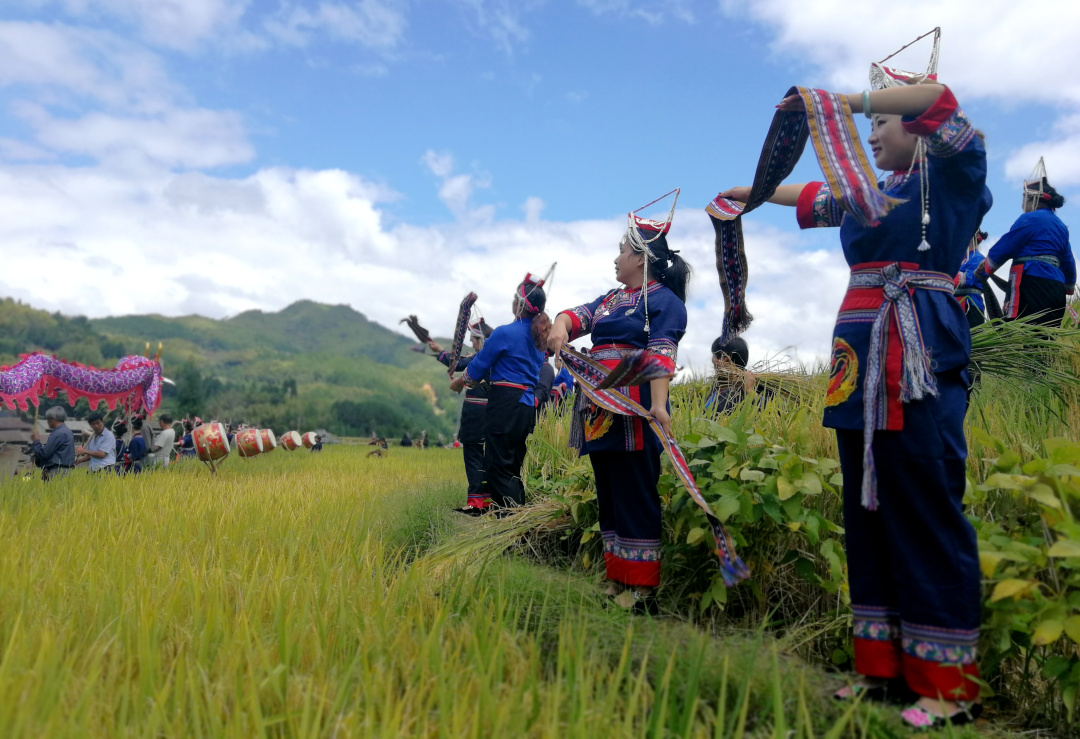 丰收景宁|开镰啦 丰收啦!畲寨吴布拉开秋收大幕