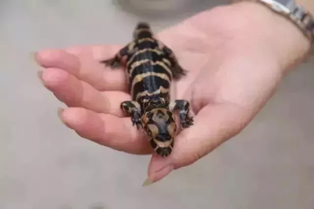 监控实拍扬子鳄原来这样生宝宝爱满满