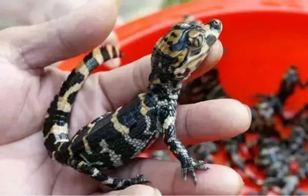 监控实拍 扬子鳄原来这样生宝宝!爱满满