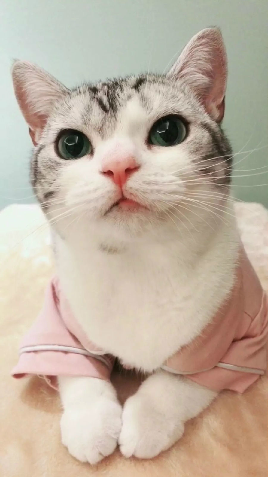 25岁慈溪姑娘养的一只猫成了网红 俘获200多万粉丝