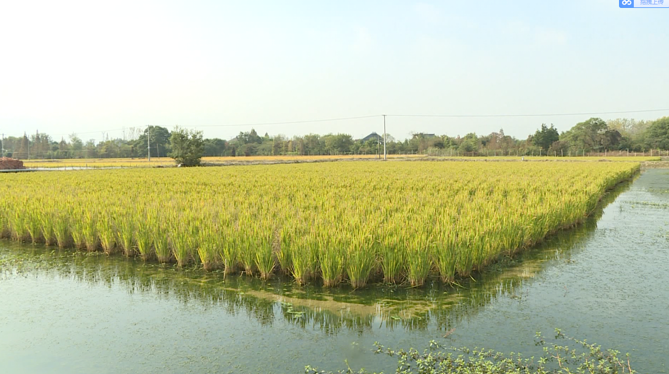 虾肥稻丰金满田 长兴"水稻 "综合种养唱丰收