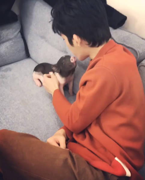 男星井柏然在家直播养猪:挠痒洗澡还一起睡觉