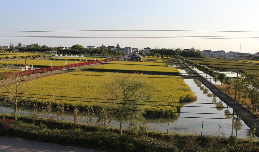 美丽乡村·上海仙桥村:给你一个重新爱上生活的理由!