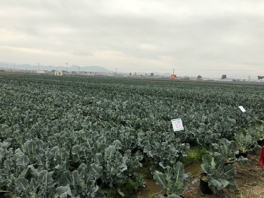 浙江临海西兰花基地图片