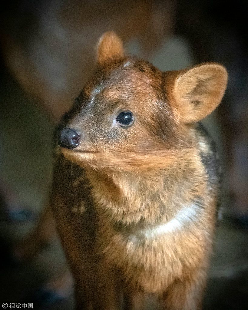 洛杉磯動物園一小鹿