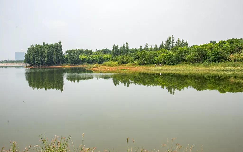 溼地是大自然中自淨能力最強的生態系統之一,在淨化水質,降解汙染方面