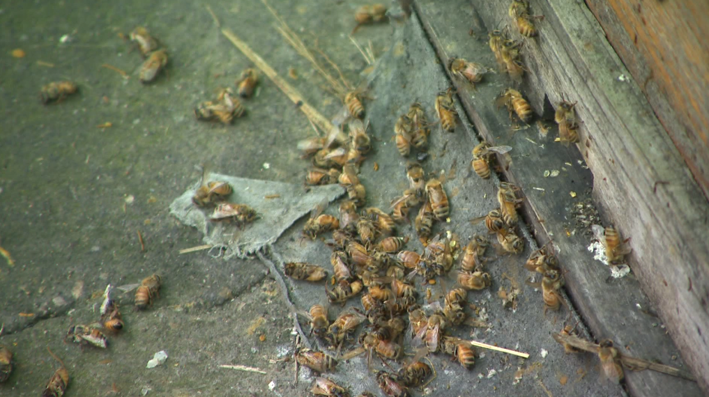 受天气影响长兴蜜蜂死亡率达五成以上 直接经济损失近千万