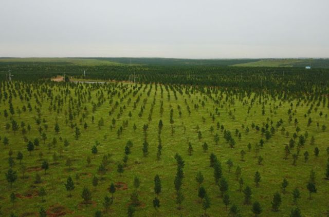 这是内蒙古鄂尔多斯市伊金霍洛旗初具规模的生态林场.