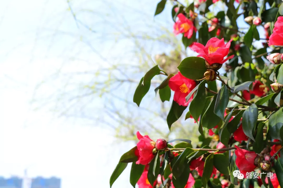 磐安已经美成画!