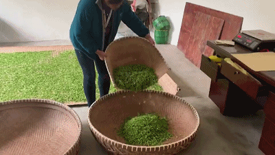 "贵如金"的西湖龙井明前茶忙采摘 这些窍门要知道