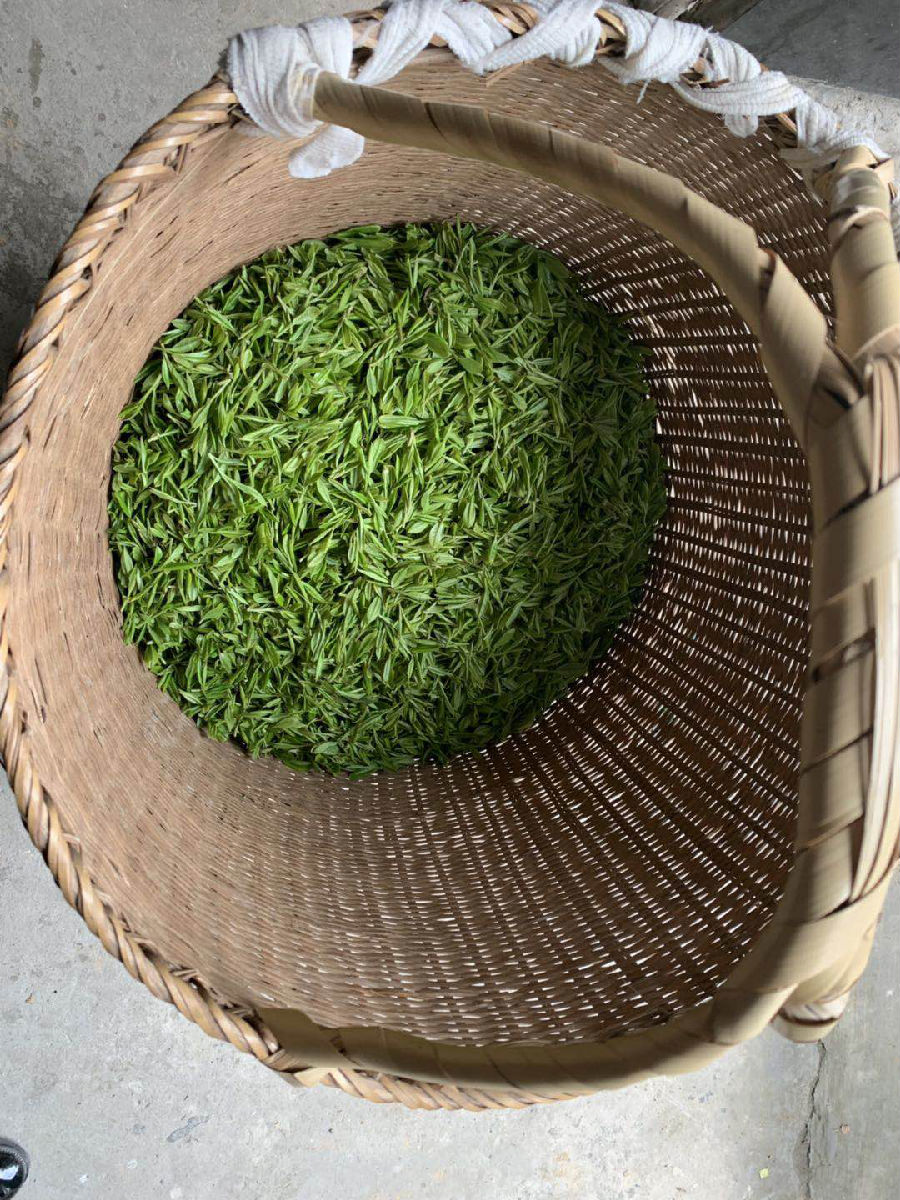 "贵如金"的西湖龙井明前茶忙采摘 这些窍门要知道