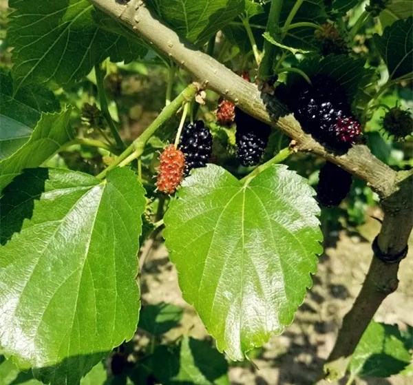 绿油油的桑叶间一颗颗黑红黑红的桑果挂满枝头,就像一串串迷你的葡萄