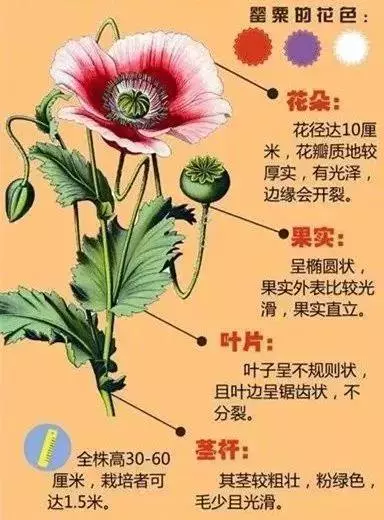 这花有"毒",磐安却还有人种.