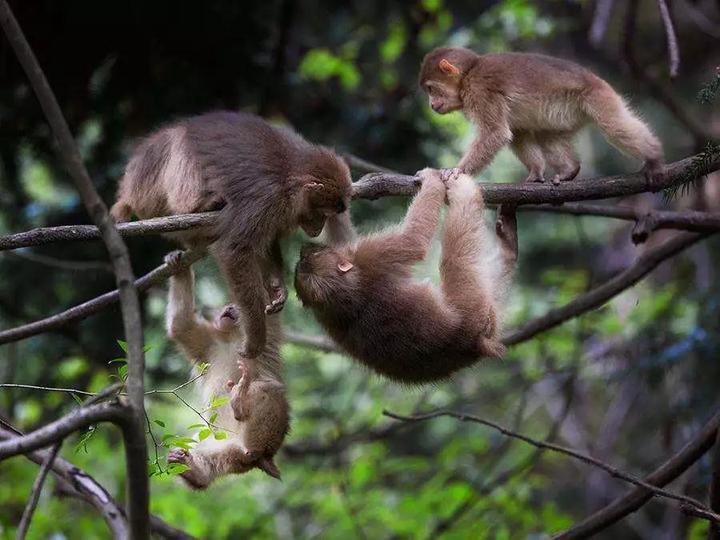 图:藏酋猴猴群