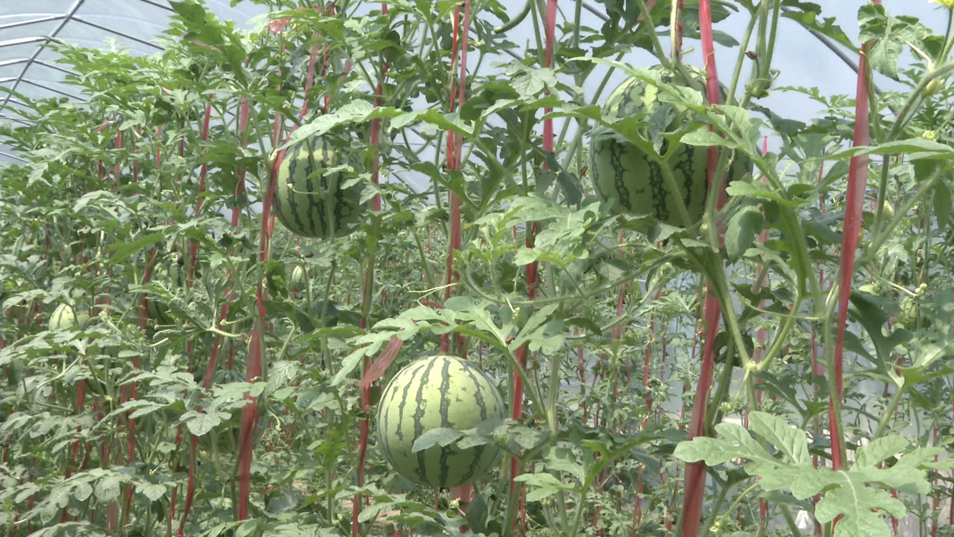 你见过西瓜吊在空中生长吗?温岭农民尝试新型栽培