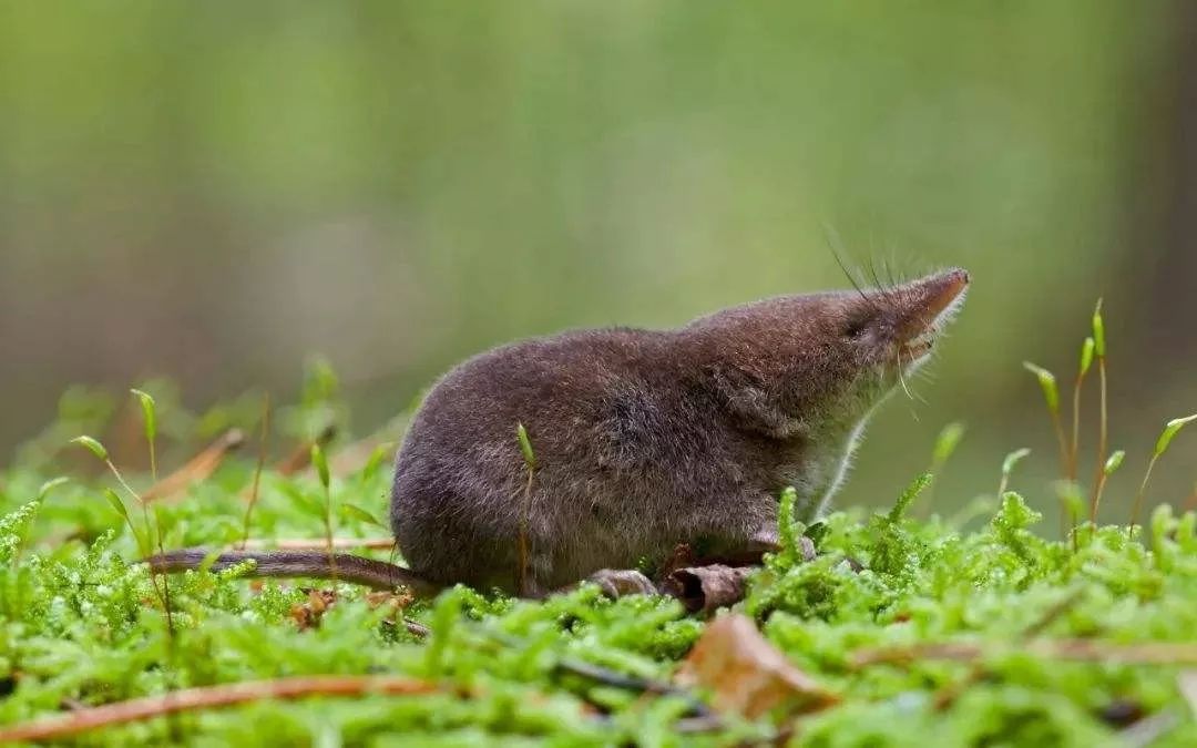 这长着长尖鼻子的就是鼩鼱 还真的像只老鼠 但它真不是老鼠!