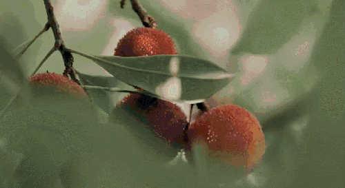 江南水乡暗藏一抹杨梅红