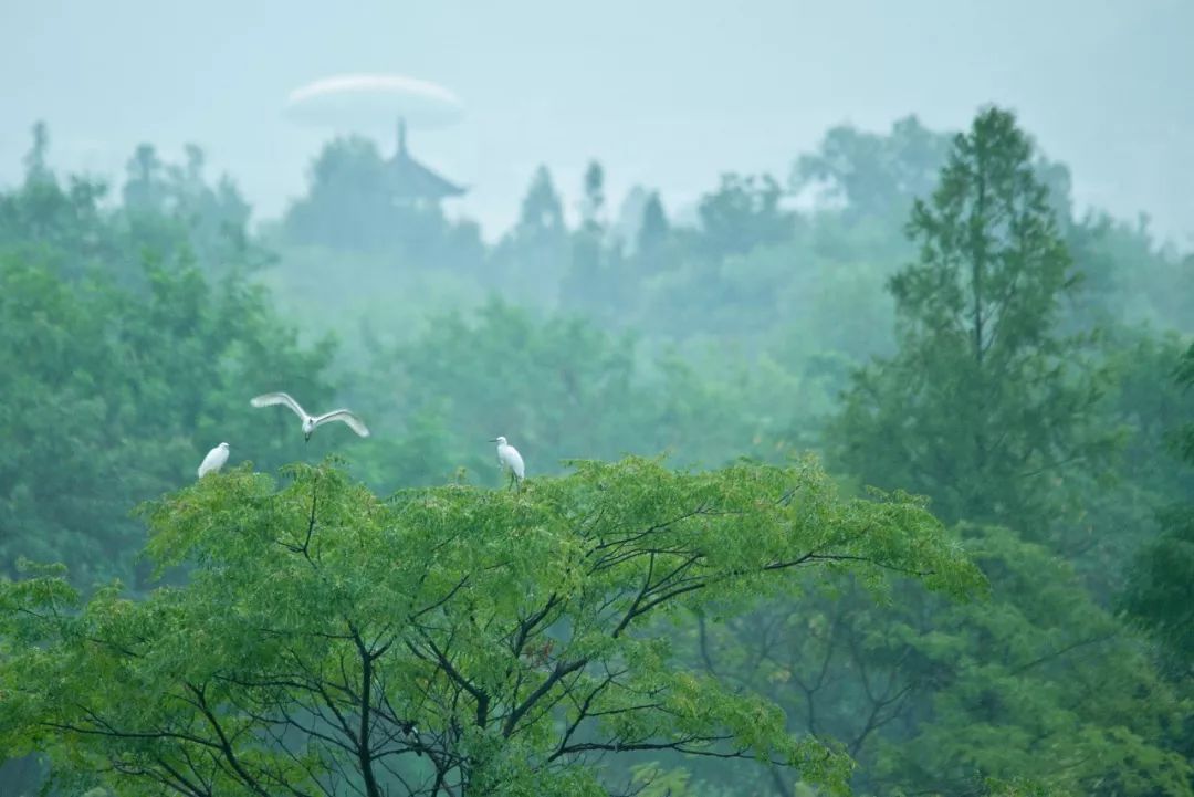 雨季的浙江也很美这8处江南烟雨地你是否去错了时间