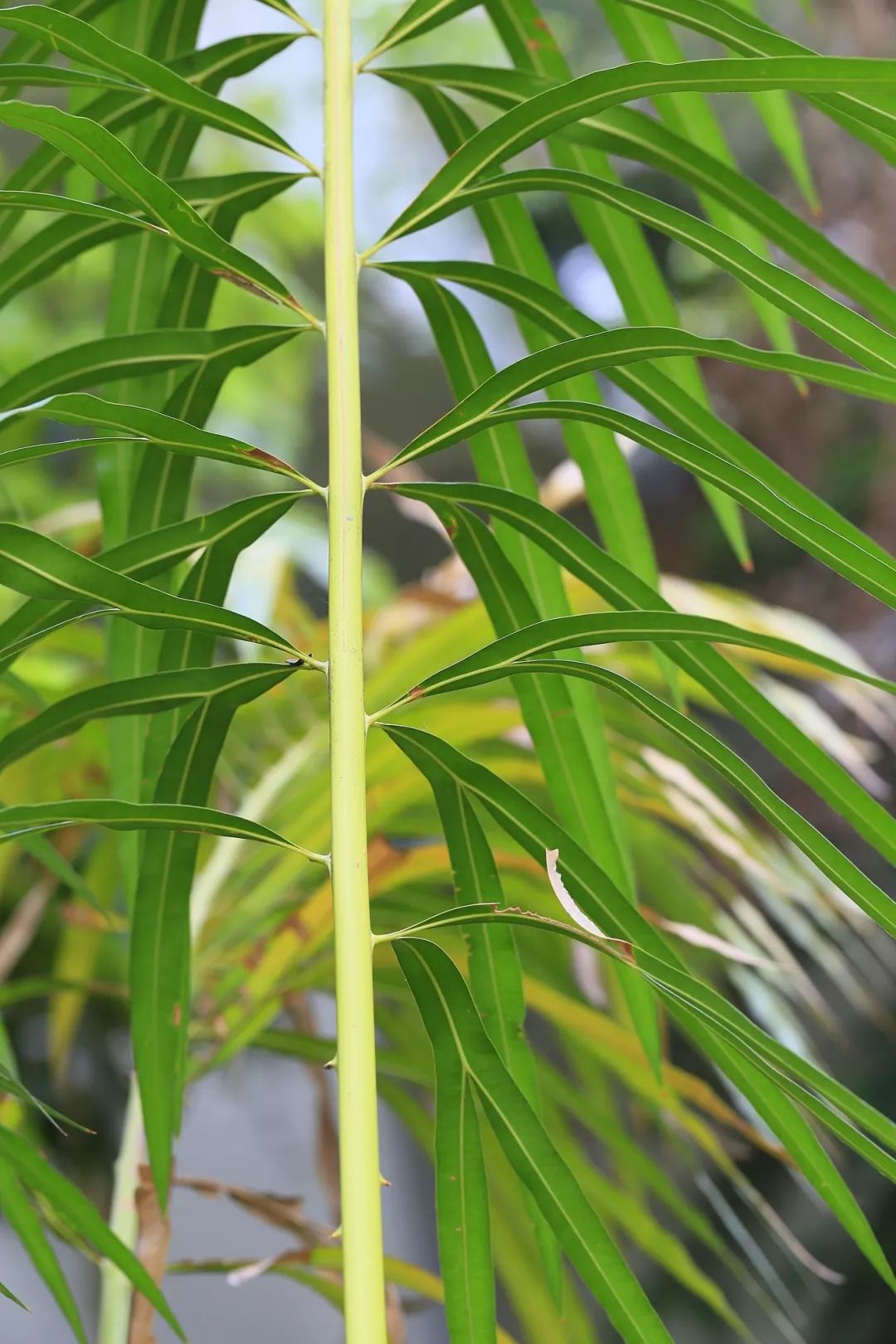 植物大科普是谁养活了陆地上最大的吃货植食性恐龙是什么花年逾花甲却