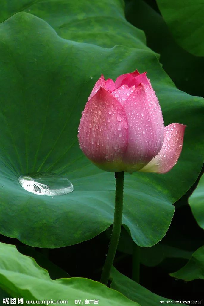 又名莲花,水芙蓉等.是莲属多年生水生草本花卉.