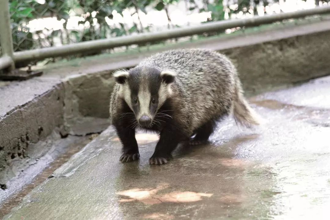 狗獾子是啥动物图片