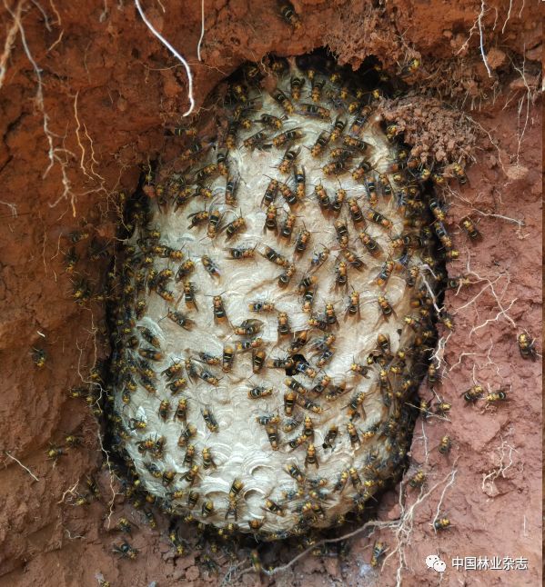 野外土中的胡蜂蜂巢