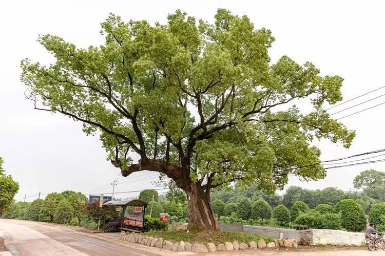 改造前环境改造:婺城区长山乡三村古樟树,原有古树树池狭小导致古树