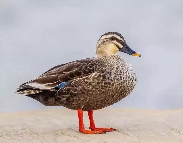 孤山以及丘陵或平原灌木丛,竹林和果园等处 省重点保护动物,小型鸭类