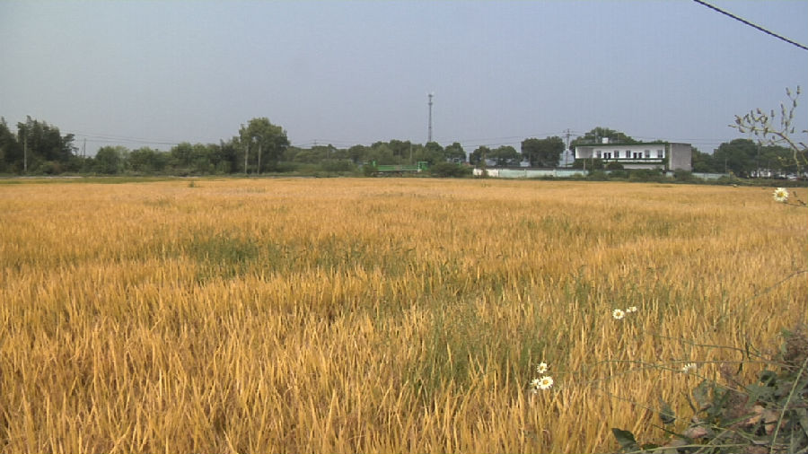 "洁田稻"来啦,这项让种田更轻松的新技术有望在全国推广