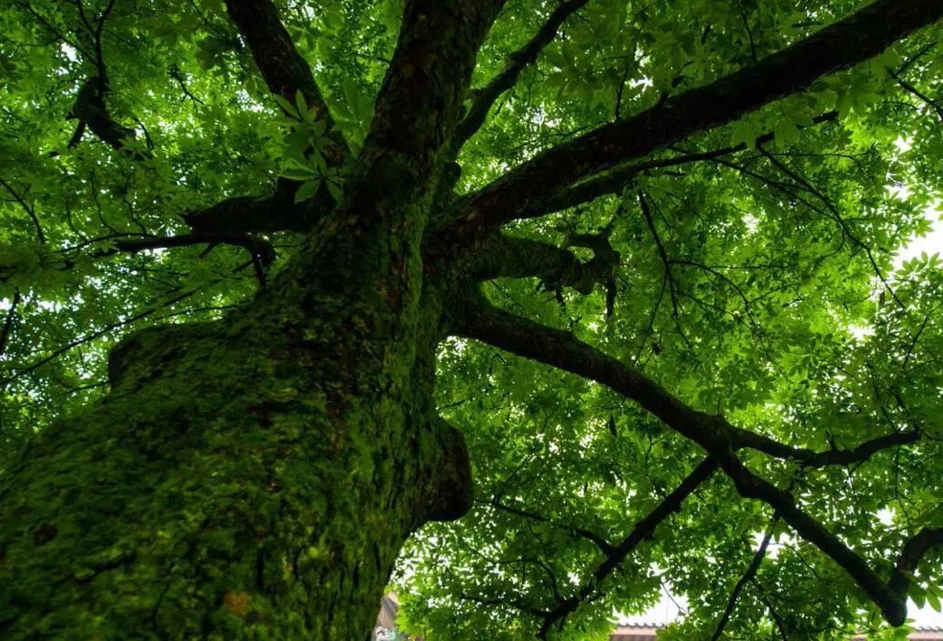 古树名木||杭州篇:保护古树名木 传承自然遗产