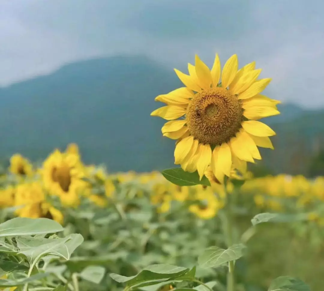 心若向阳何惧阴天温州ins风的向日葵花海正在向你招手