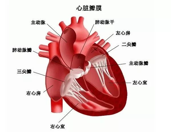 心脏构造图解图片